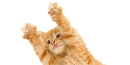 Kitten Transparent PNG Image