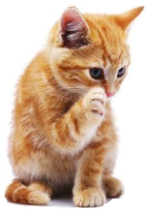 Kitten High-Quality Transparent PNG Image