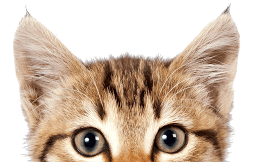 Cute Kitten Transparent PNG Image