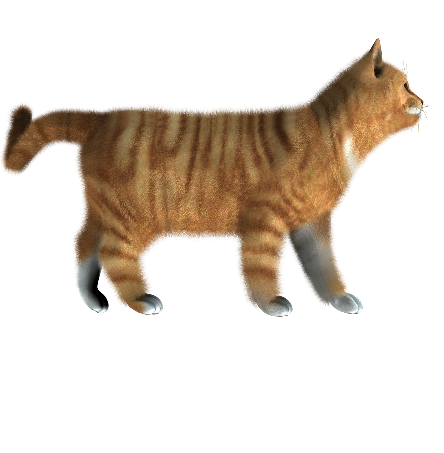 Cute Kitten Transparent PNG Image