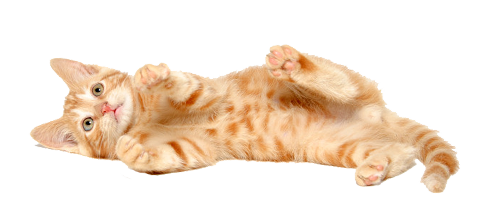Kitten Transparent PNG Image