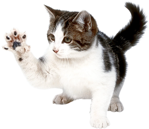 Kitten Transparent PNG Image