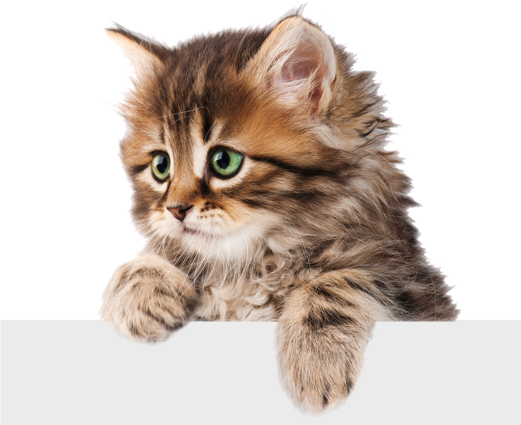 Kitten Transparent PNG Image