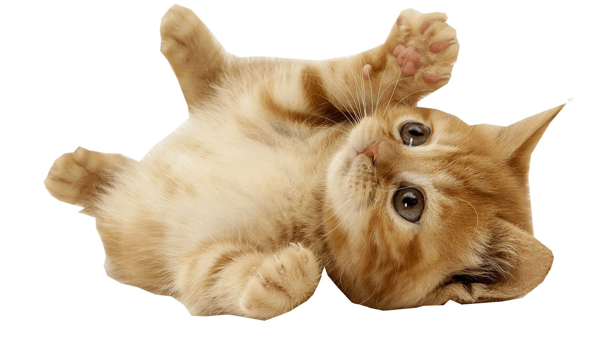 Little Kitten File Transparent PNG Image