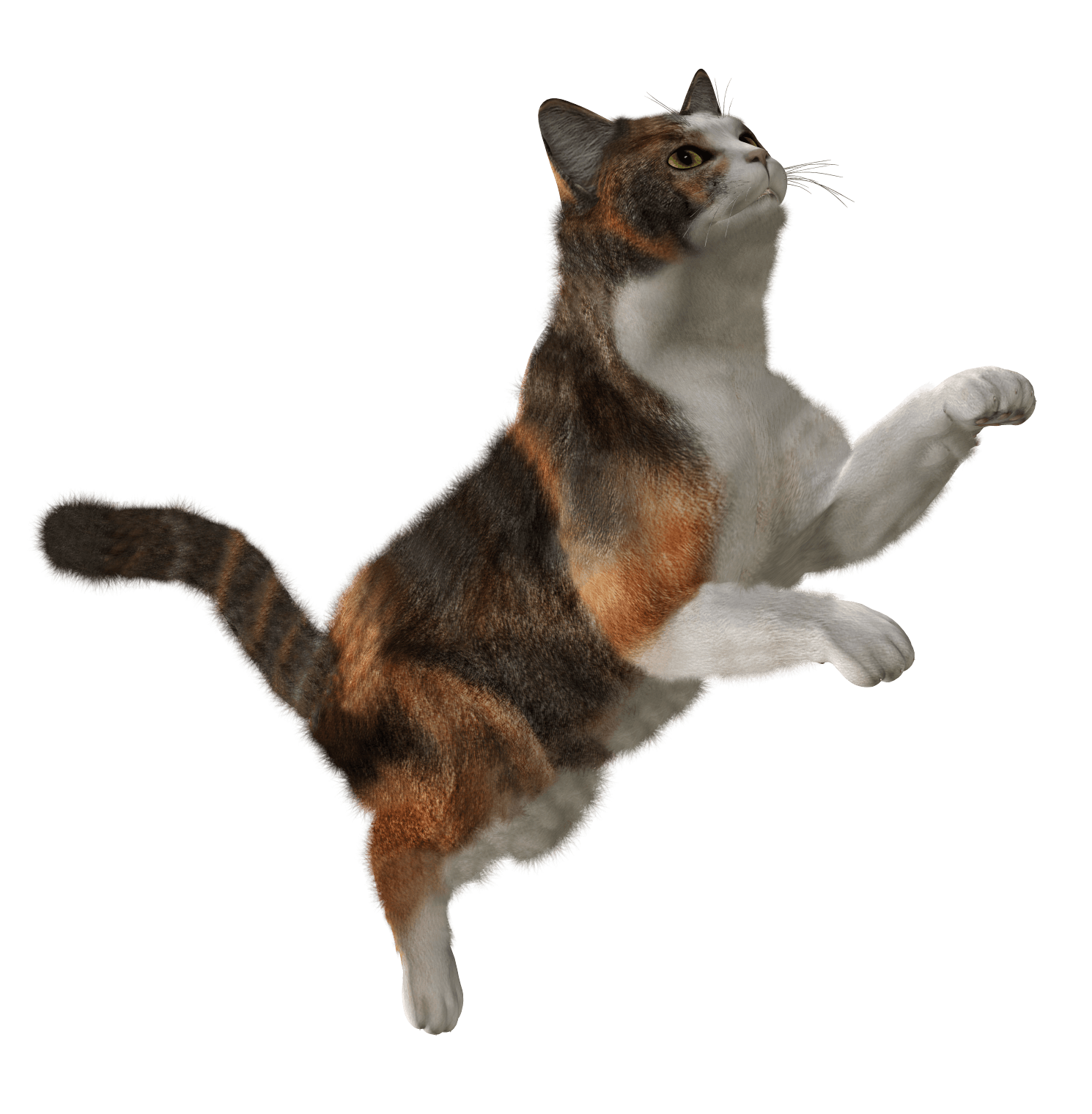 Little Kitten Transparent PNG Image