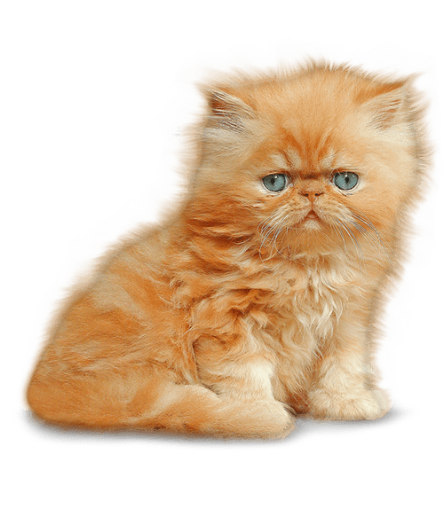 Little Kitten Transparent PNG Image
