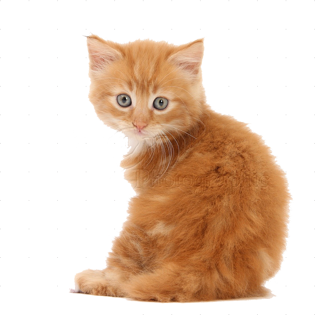 Little Kitten Transparent PNG Image
