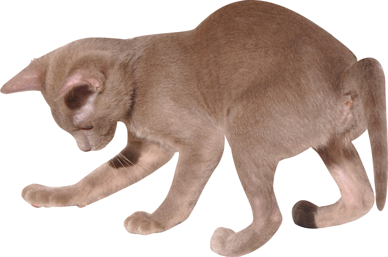 Cute Kitten Transparent PNG Image