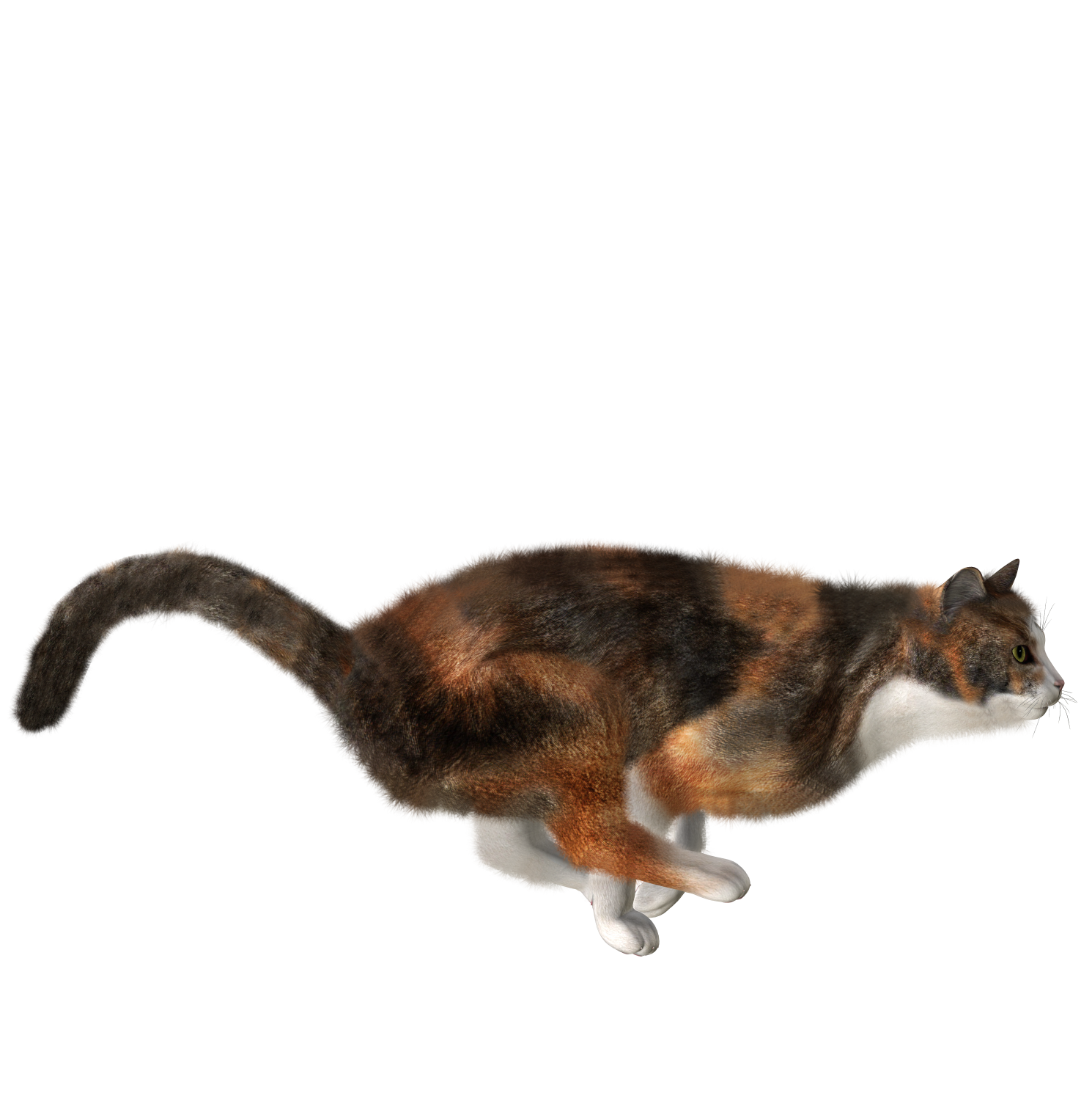 Cute Kitten Transparent PNG Image