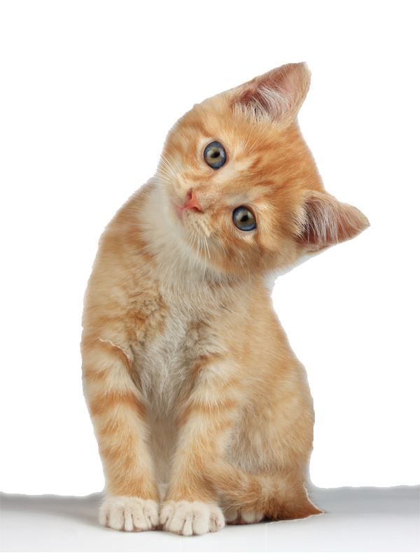 Cute Kitten Transparent PNG Image
