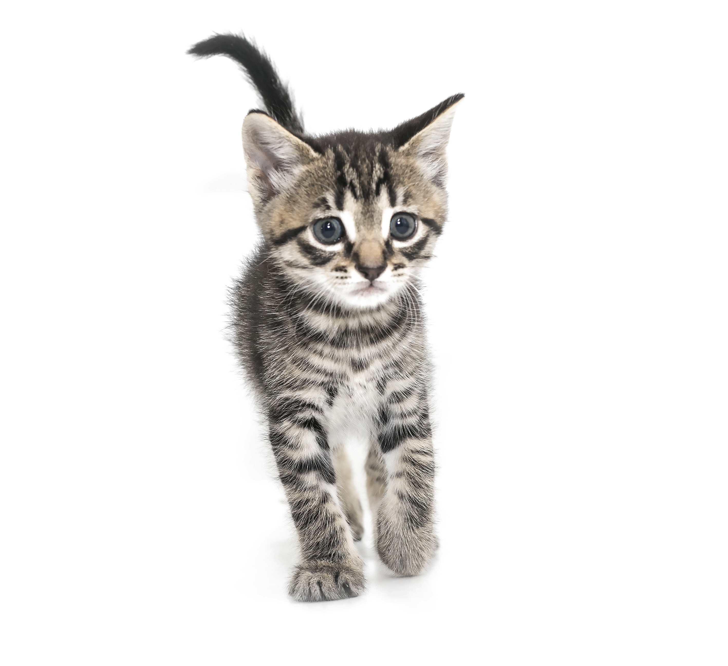 Cute Kitten Transparent PNG Image