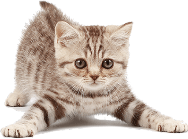 Cute Kitten Transparent PNG Image