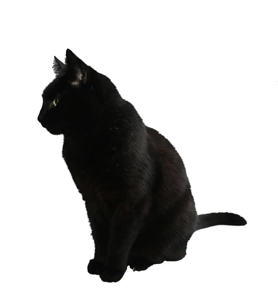Cute Kitten Transparent PNG Image