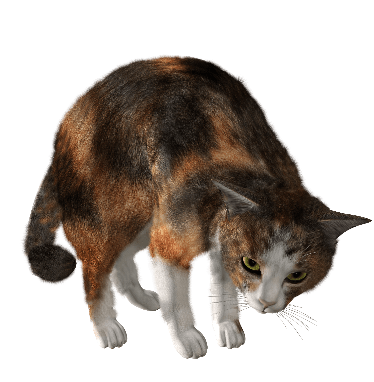 Cute Kitten Transparent PNG Image