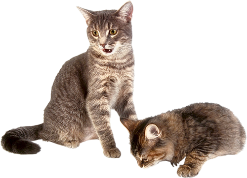 Domestic Kitten Transparent PNG Image