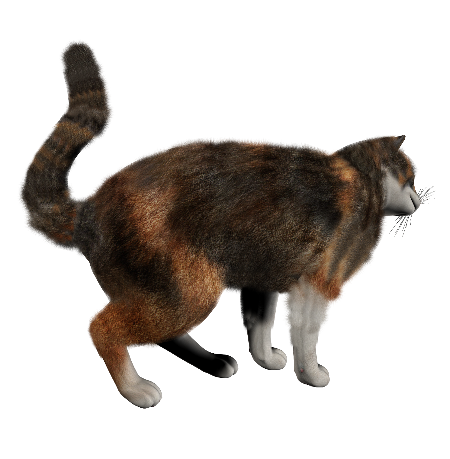 Domestic Kitten Transparent PNG Image