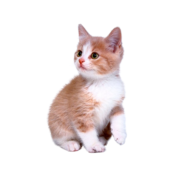 Domestic Kitten Transparent PNG Image
