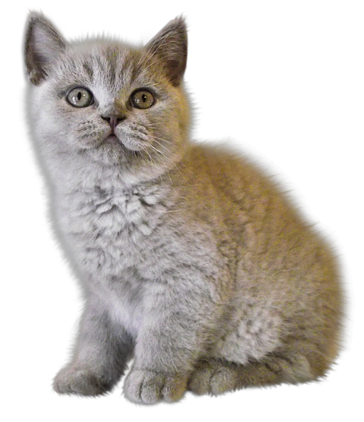 Domestic Kitten Transparent PNG Image