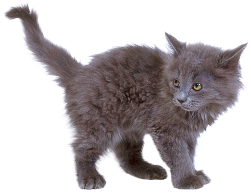 Domestic Kitten Transparent PNG Image
