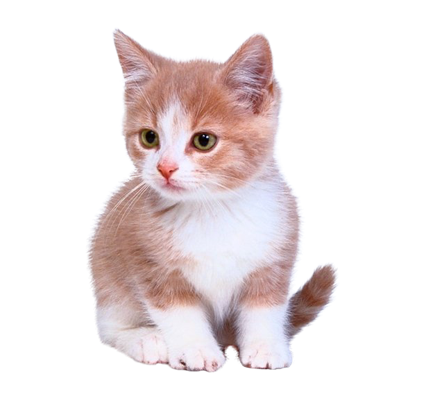 Domestic Kitten Transparent PNG Image