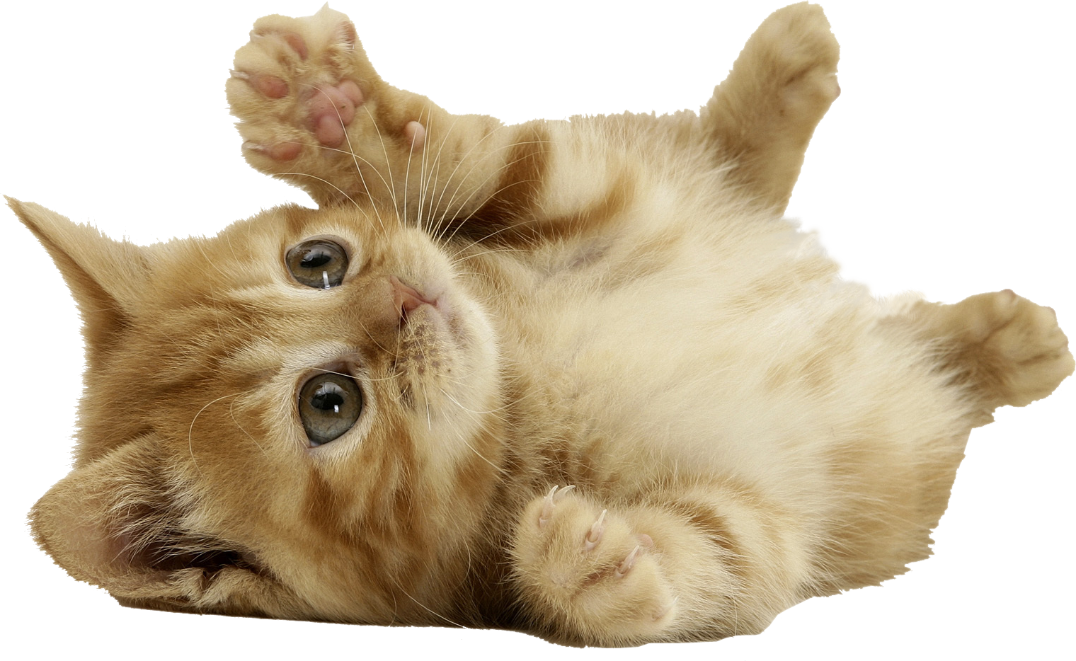 Kitten Transparent PNG Image