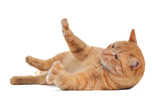 Kitten Transparent PNG Image