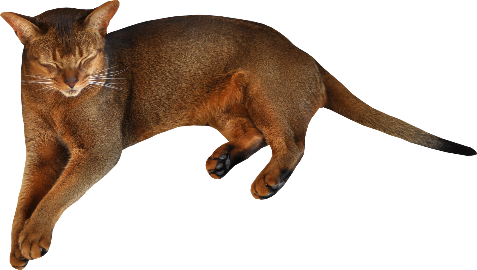 Kitten Transparent PNG Image