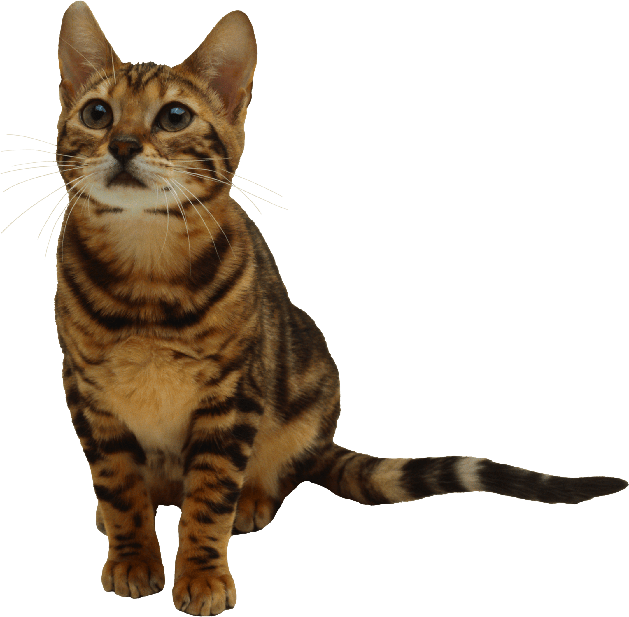Kitten Transparent PNG Image