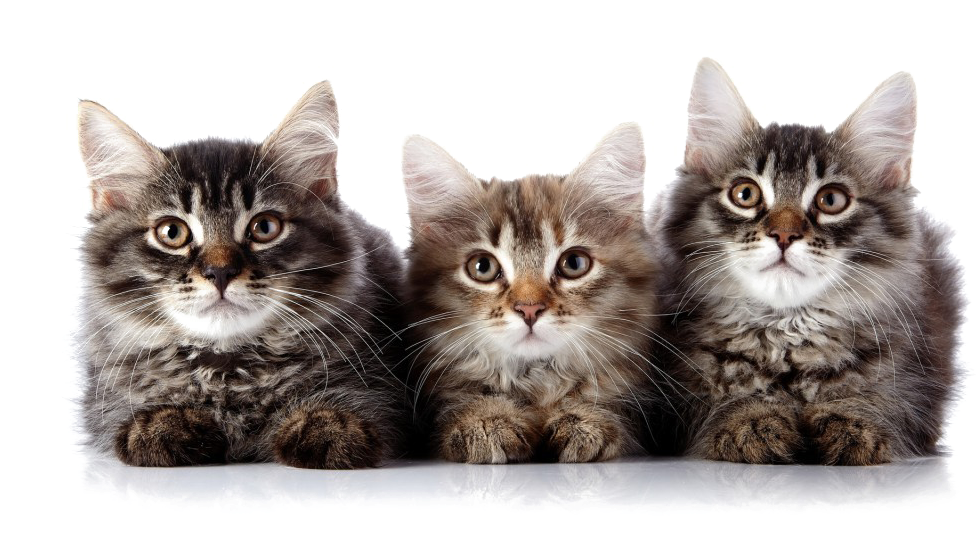 Kitten Transparent PNG Image