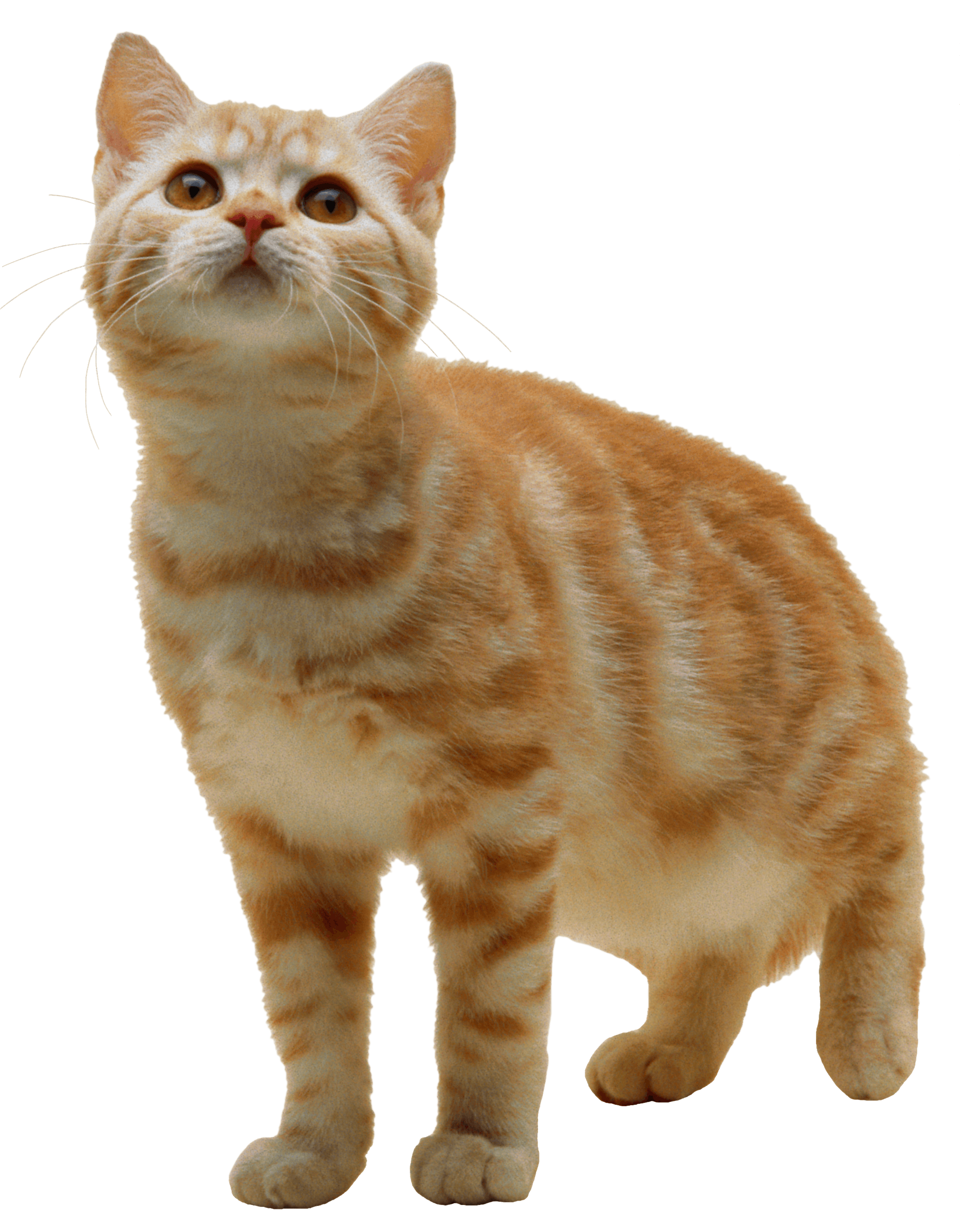 Kitten Transparent PNG Image