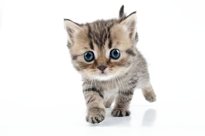 Little Kitten Transparent PNG Image