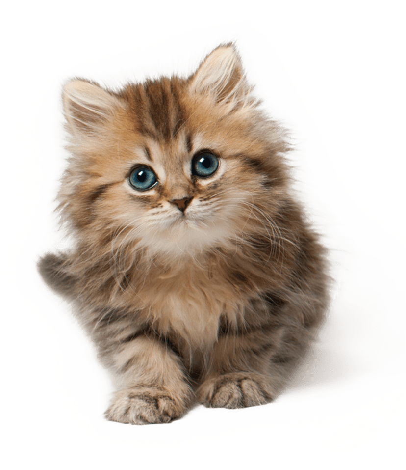 Little Kitten Transparent PNG Image