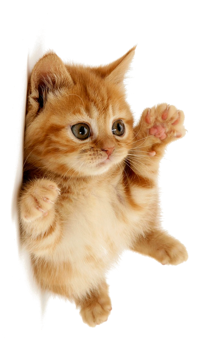 Little Kitten Transparent PNG Image