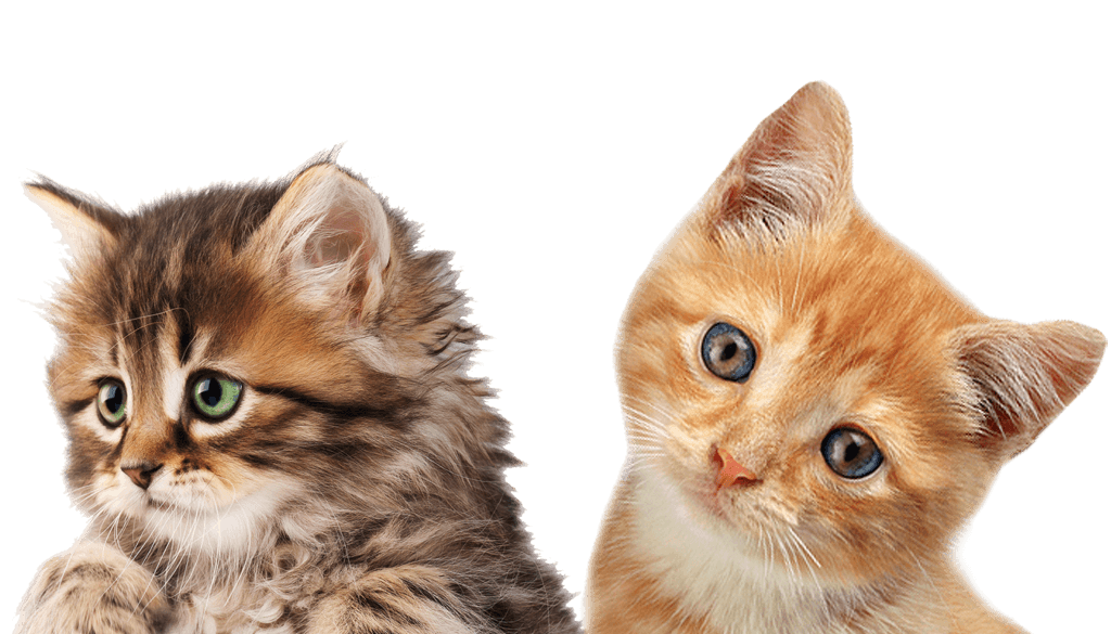 Little Kitten Transparent PNG Image