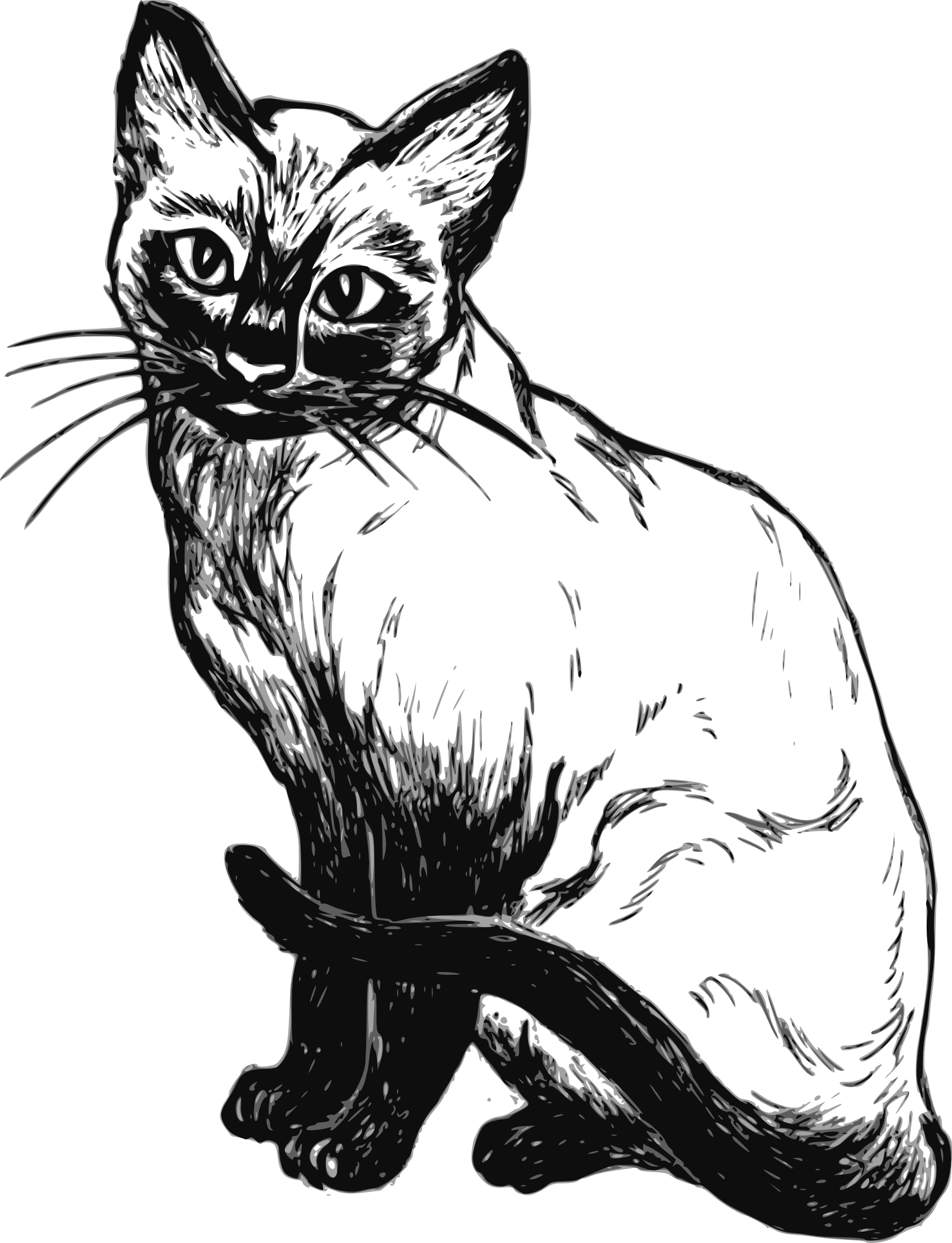 Vector Kitten Transparent PNG Image