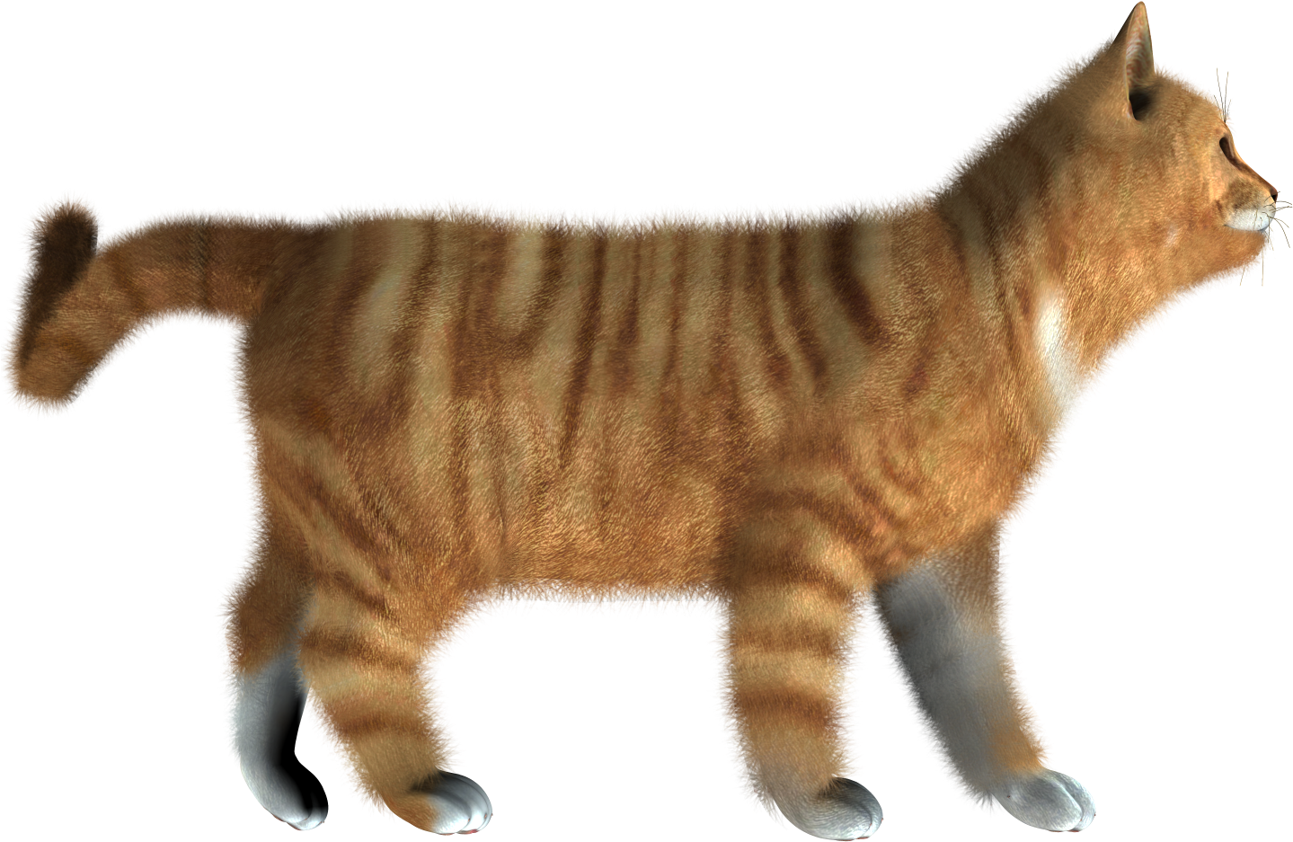 Vector Kitten Transparent PNG Image
