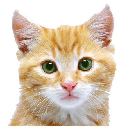 Kitten Transparent PNG Image
