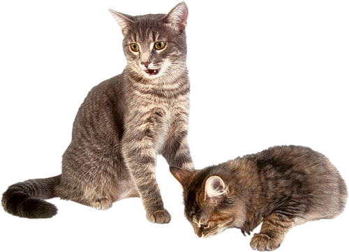 Kitten Background Transparent PNG Image