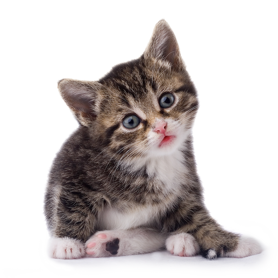 Kitten Transparent PNG Image