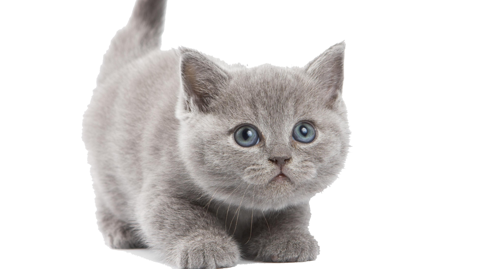 Kitten Transparent PNG Image