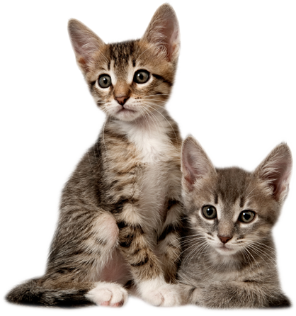 Kitten Transparent PNG Image