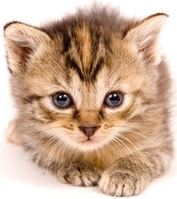 Kitten Transparent PNG Image