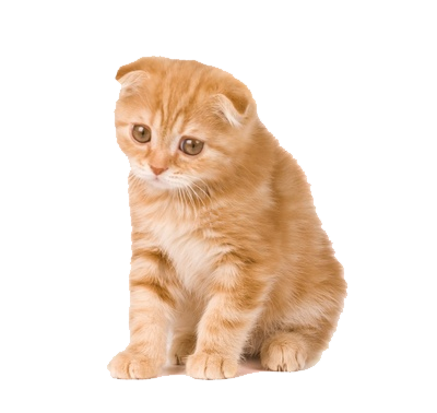 Kitten Transparent PNG Image