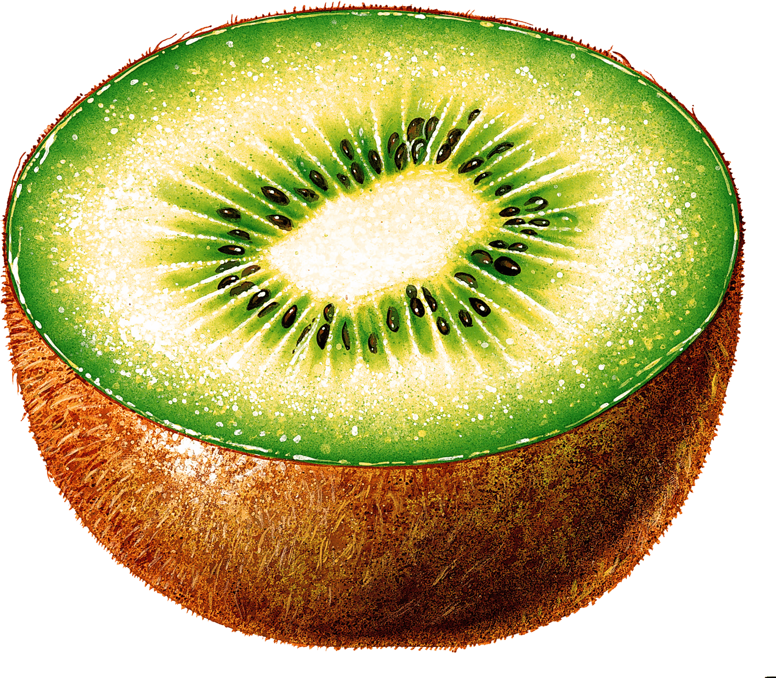 Kiwi Fruit Kiwi Transparent PNG Image