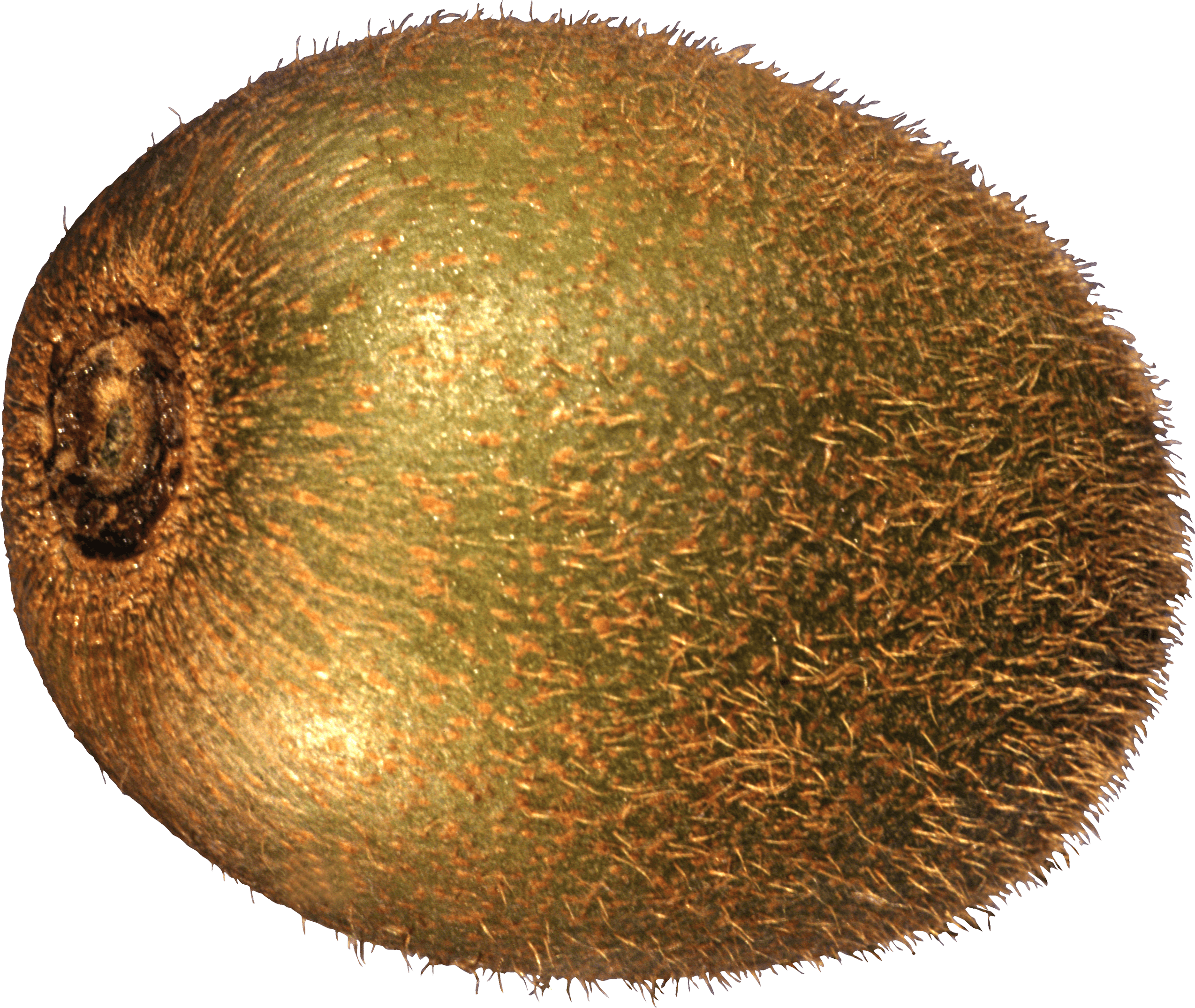 Kiwi Fruit Kiwi Transparent PNG Image