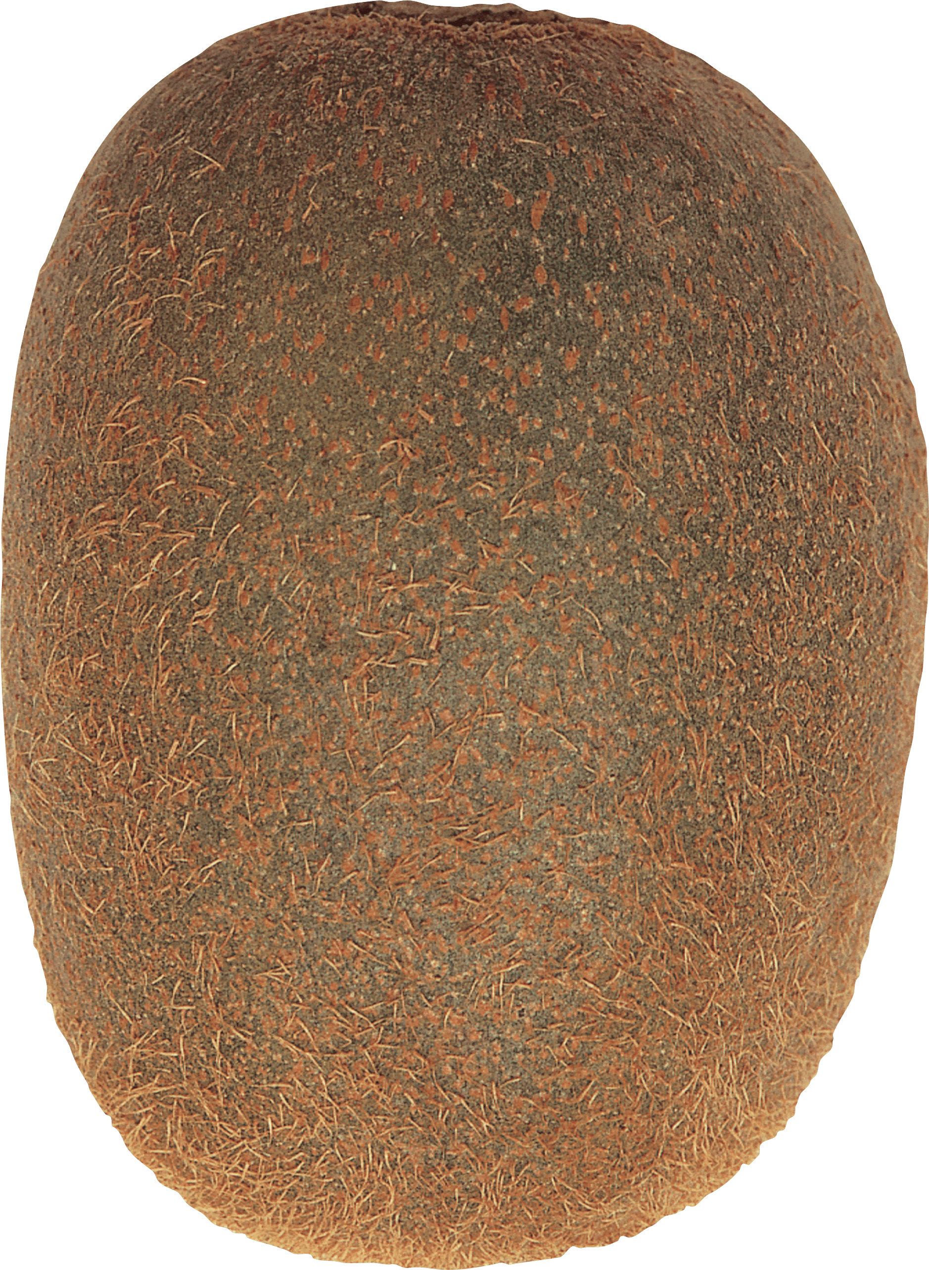Kiwi Fruit Kiwi Transparent PNG Image