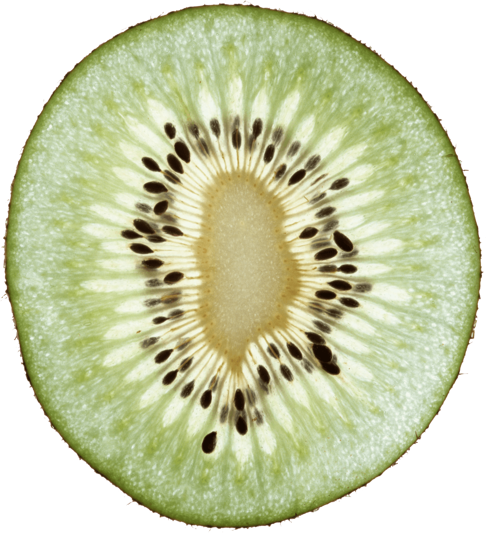 Kiwi Fruit Kiwi Transparent PNG Image