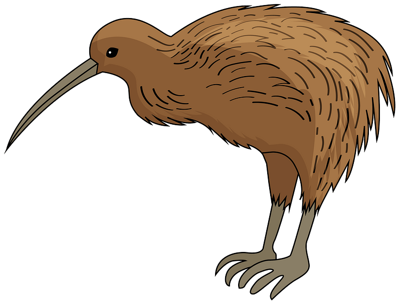 Wild Kiwi Bird Transparent PNG Image