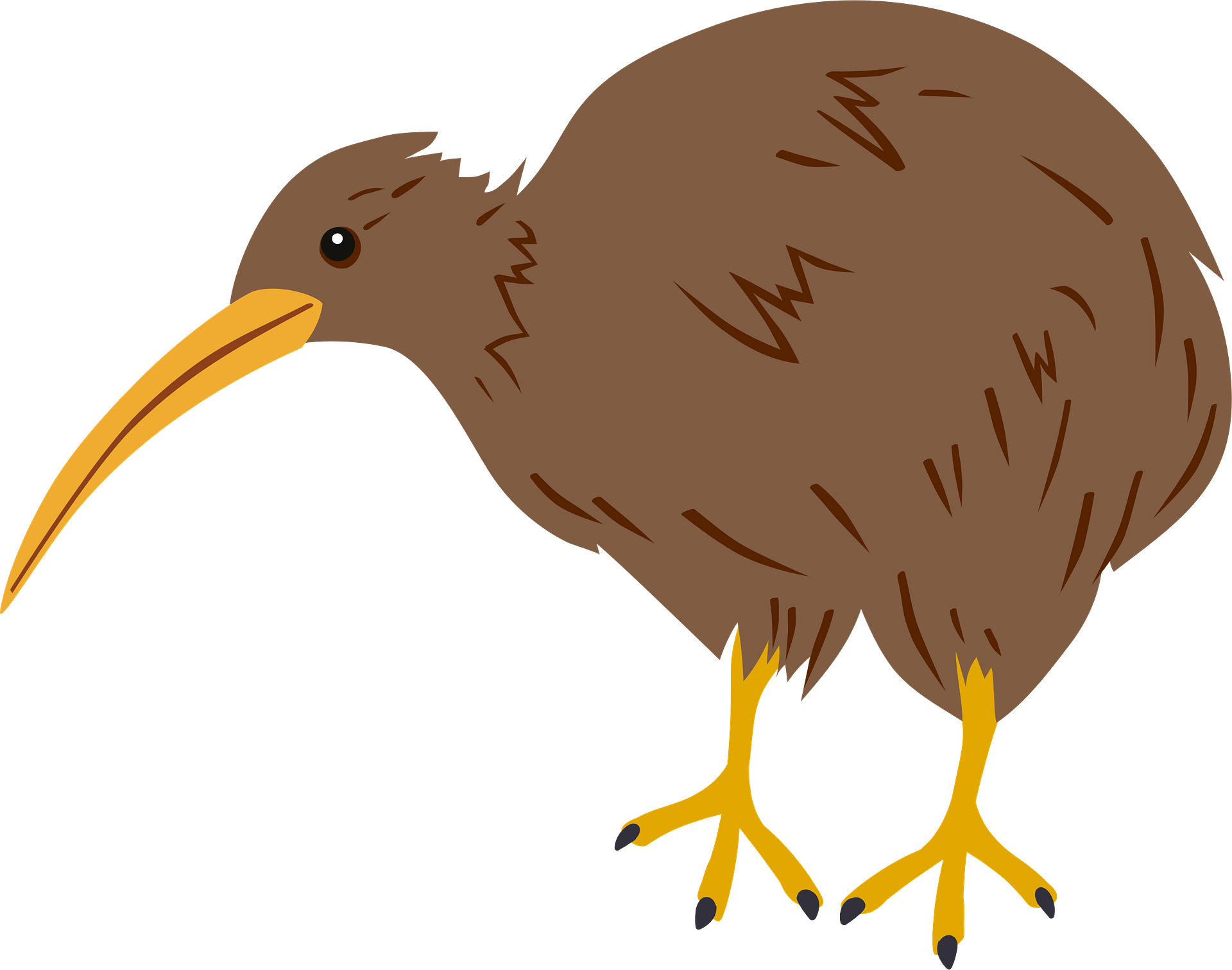Wild Kiwi Bird Transparent PNG Image