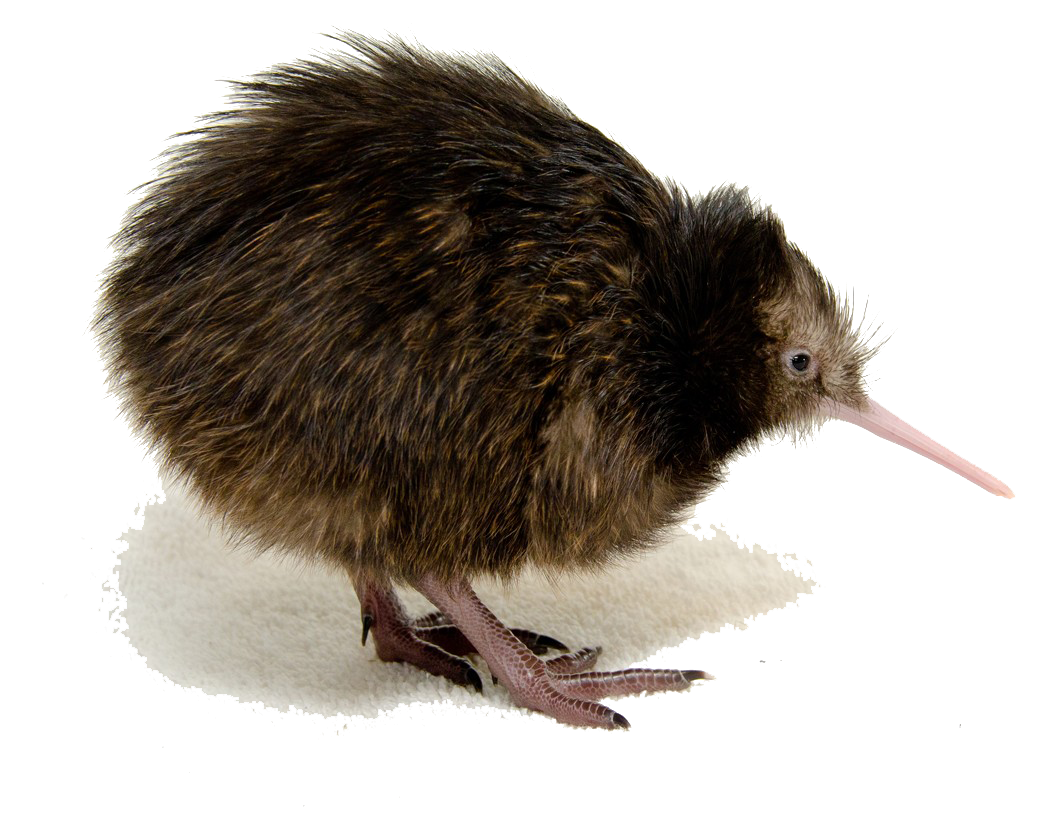 Kiwi Bird Transparent PNG Image